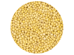 Mustard Seed Yellow Canadian  SS 25kg