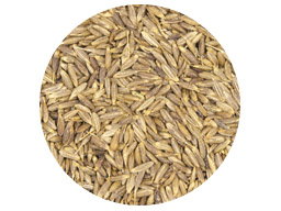 Cumin Seed Whole SS Indian 